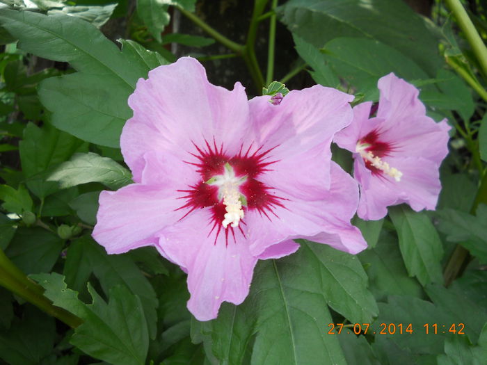 045 - FLORI DIN GRADINA MAMEI MELE 2014  II