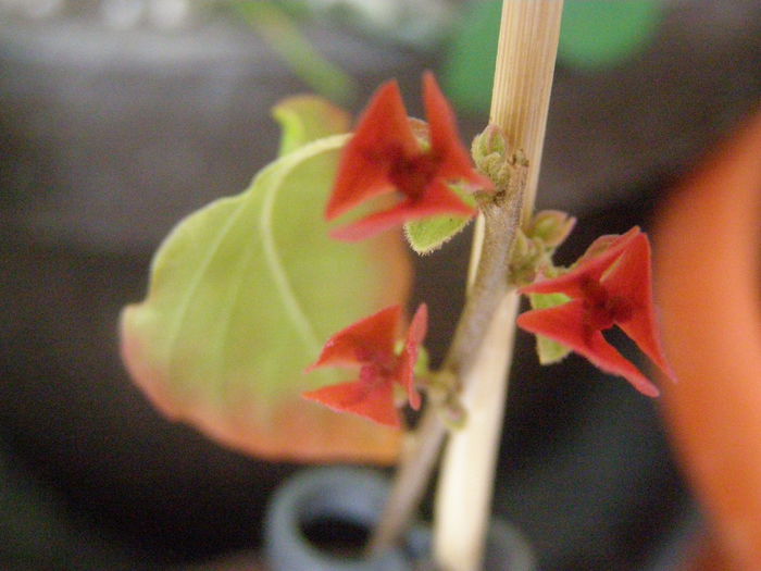 P7270159 - Bougainvillea