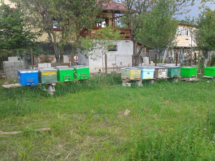 stupina la data de 27 07 2014 - apicultura 2014