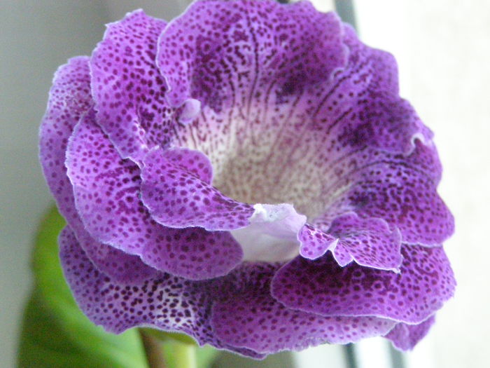 P7250048 - Gloxinute