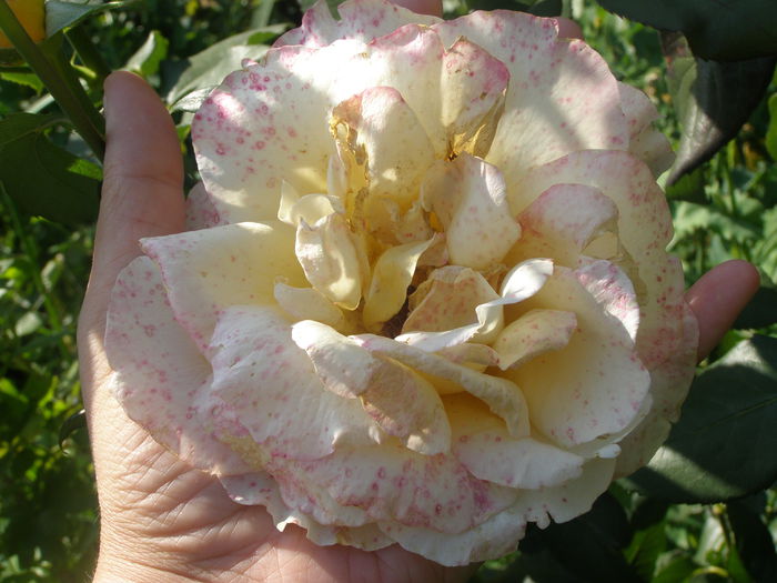 P7260075 - Trandafiri