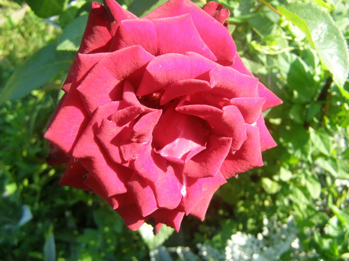 P7260077 - Trandafiri