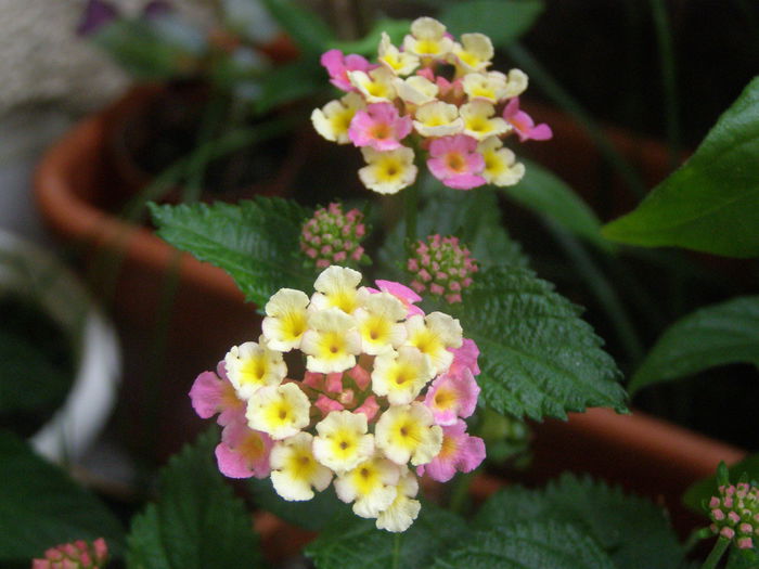 P7270151 - Lantana