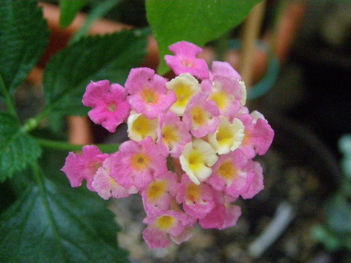 P7270152 - Lantana