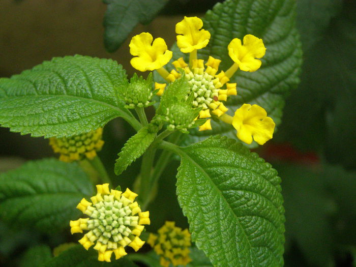 P7270153 - Lantana