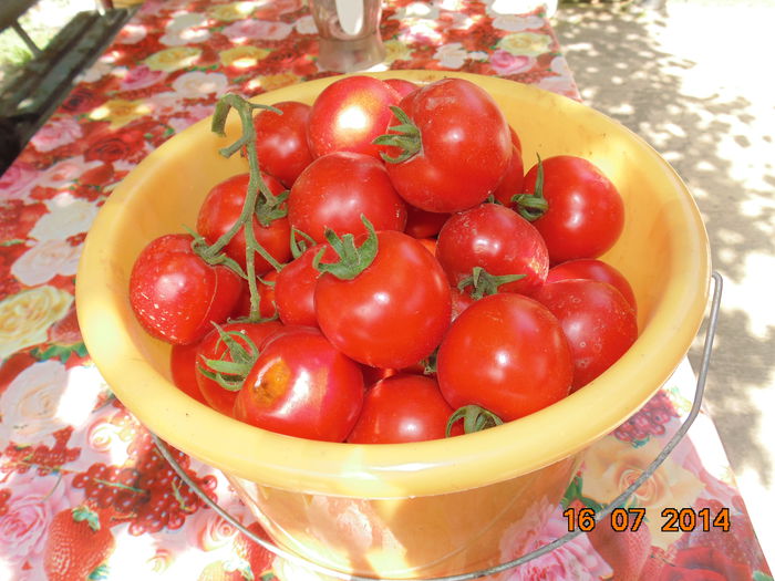 DSC03810 - Curtea si gradina