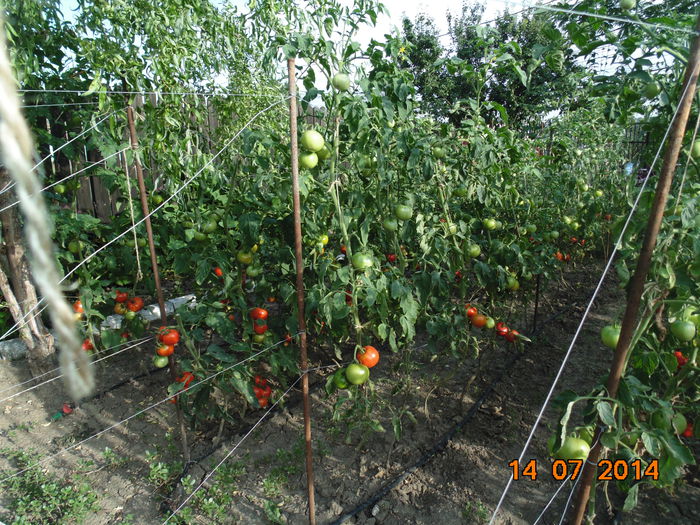 DSC03771 - Curtea si gradina