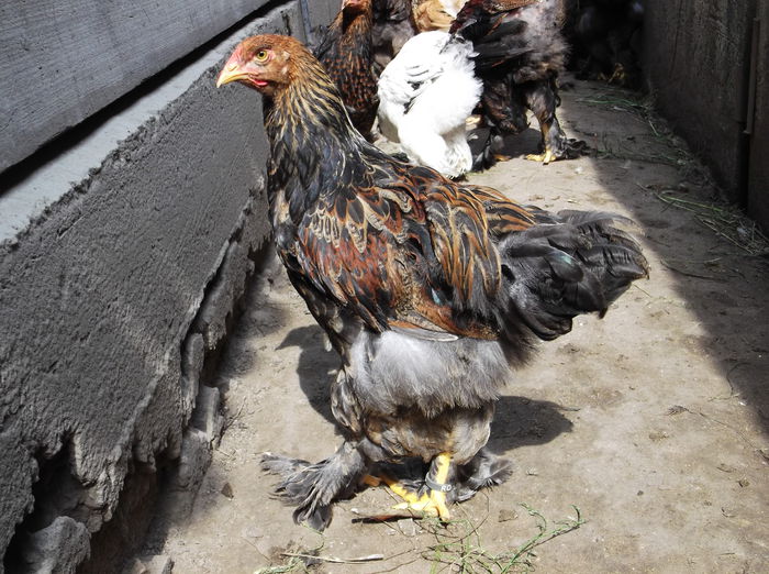 Picture 181 - Pui Brahma 2014