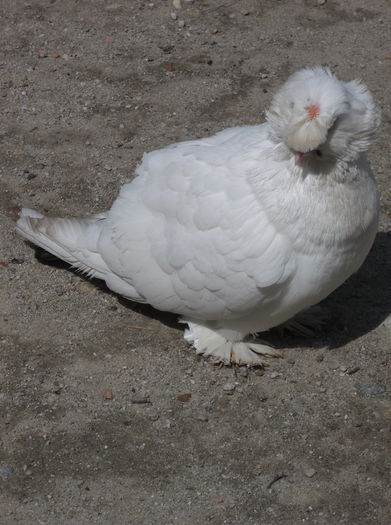 DSCF6982 - buharaa si germani vanduti arhiva