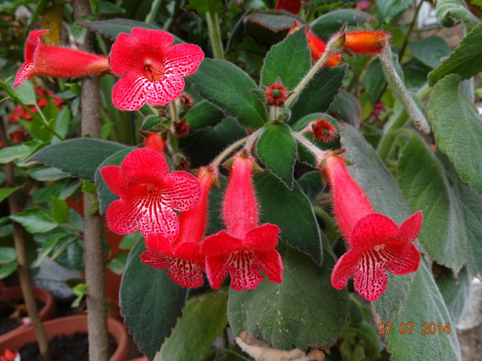 DSC06200 - Plante in ghiveci 2014