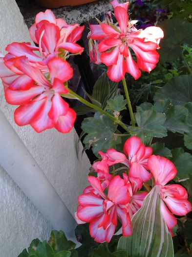 20140727_091144