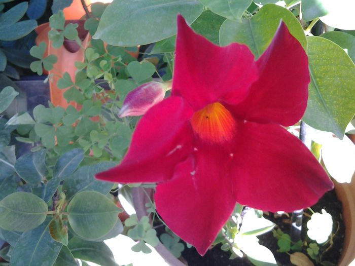 diphladenia