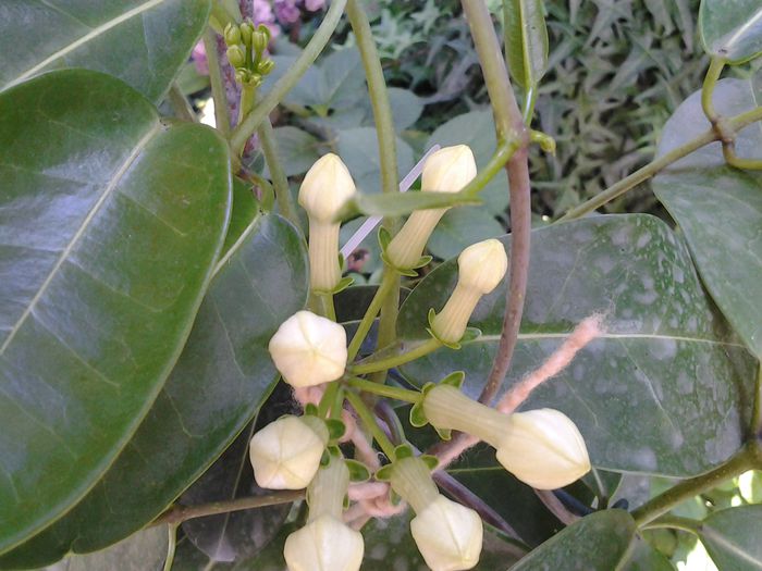 iasomia de madagascar