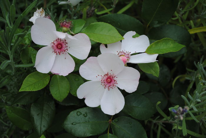 Astronomia - Trandafiri si  clematite II