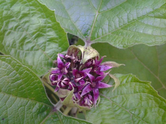boboci clero