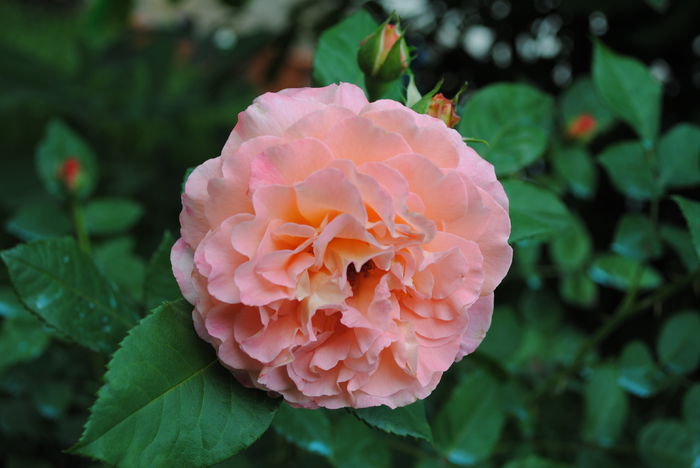 Augusta Luise - Trandafiri si  clematite II