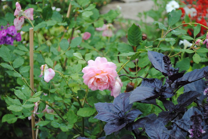 Jubilee Celebration - Trandafiri si  clematite II