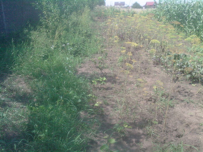 sfecla rosie...marar,