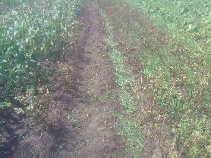 2 randuri de cartof copt albi.. - Productie 2014