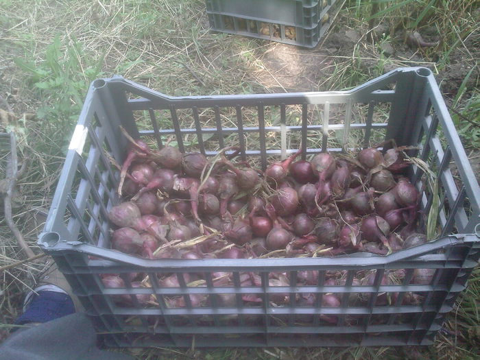 ceapa rosie oprita de ploi - Productie 2014