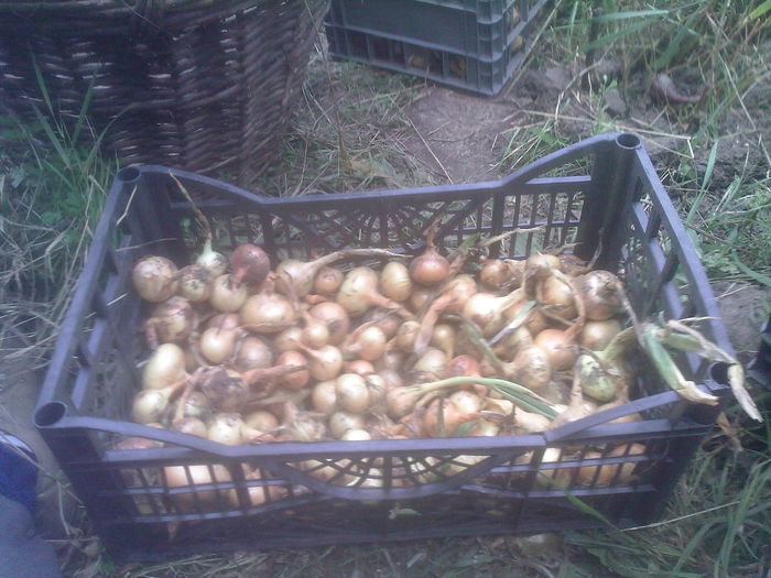 ceapa alba oprta de ploi - Productie 2014