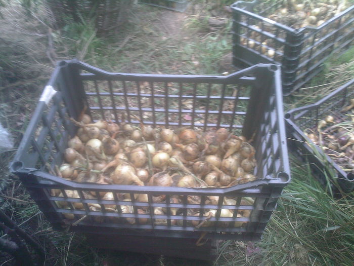 ceapa alba oprta de ploi - Productie 2014