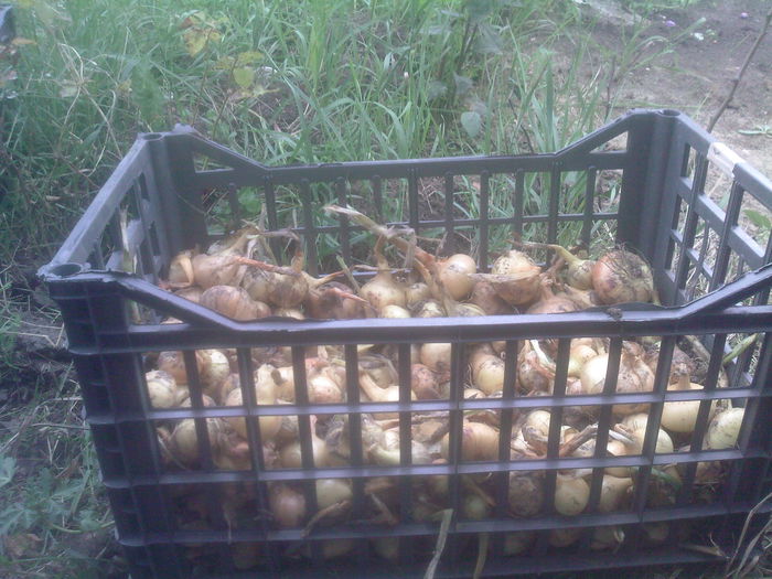 ceapa alba oprta de ploi - Productie 2014