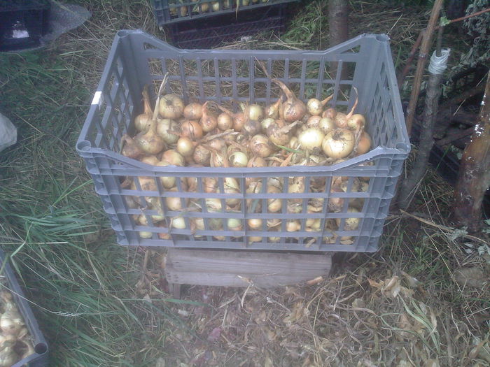 ceapa alba oprta de ploi - Productie 2014