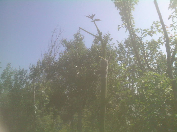 nuc altoit in iulie - Productie 2014