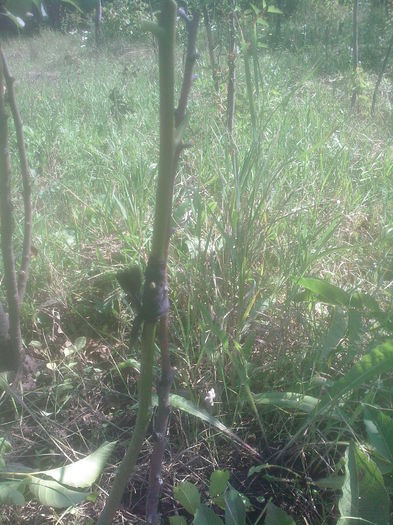 nuc altoit in iulie - Productie 2014