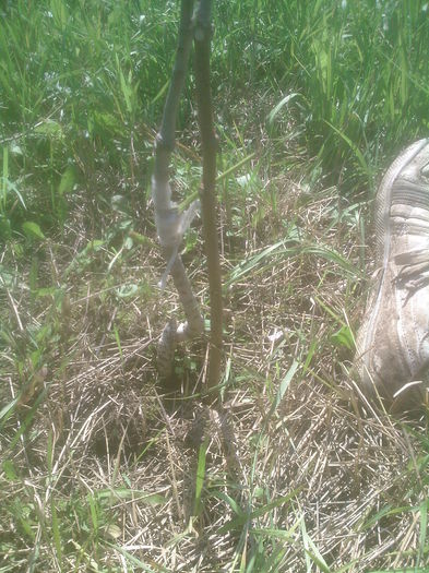 nuc altoit in iulie - Productie 2014