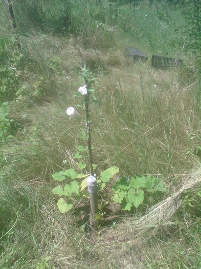 mar altoit in primavara, de la ciobanu - Productie 2014