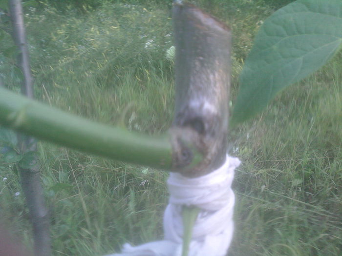 nuc altoit in iulie - Productie 2014