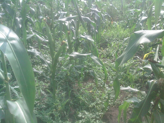 harbujii - Productie 2014