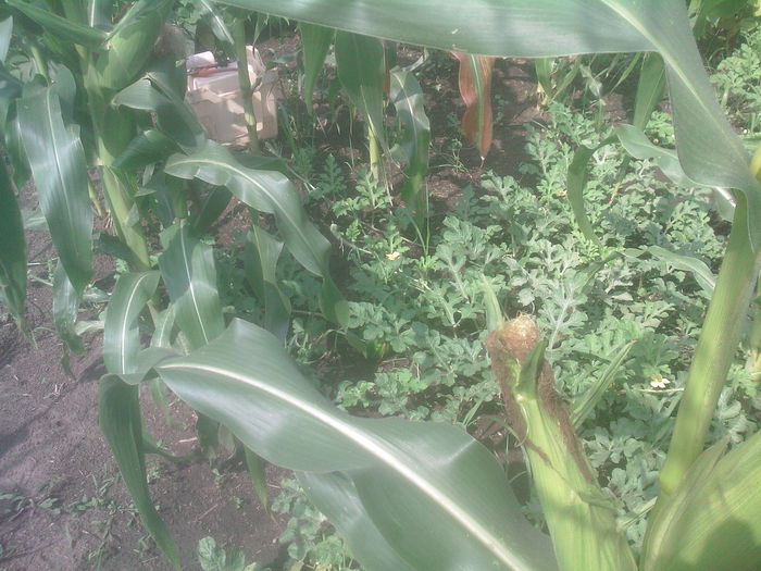 harbujii - Productie 2014