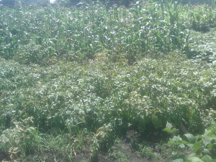 gradina minune - Productie 2014