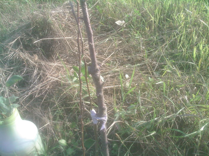 nuc altoit in iulie - Productie 2014