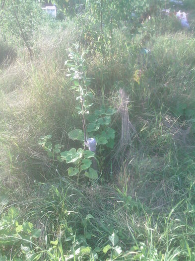mar altoit in primavara, de la ciobanu