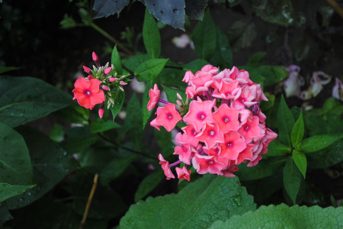 phlox orange