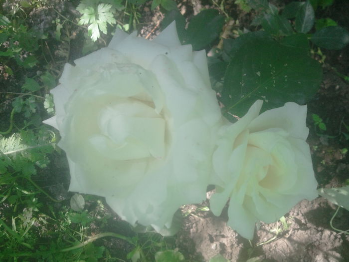 2014-07-07 09.46.19 - trandafiri