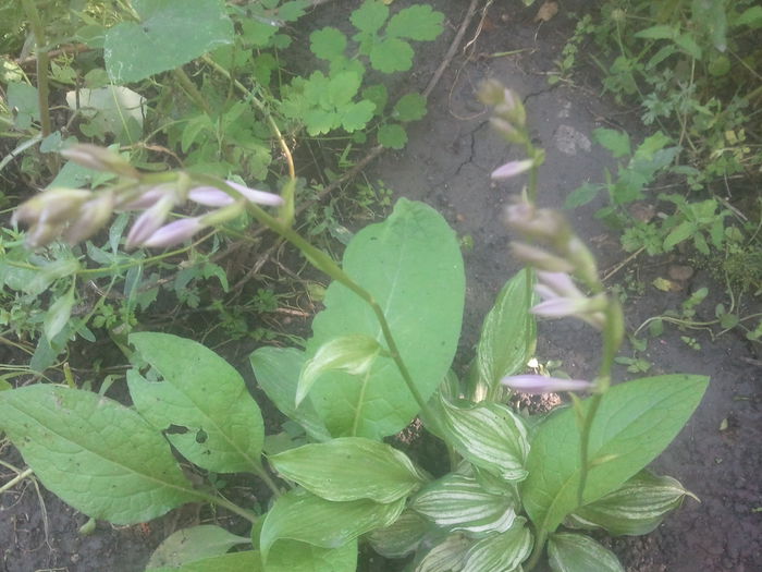 2014-07-07 09.45.53 - hosta