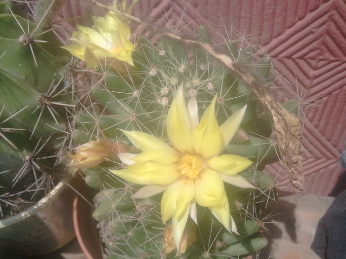 2014-07-08 12.25.19 - cactusi