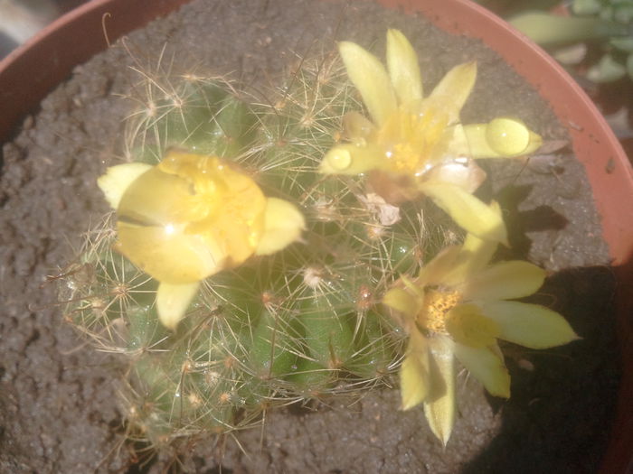 2014-07-08 12.25.39 - cactusi
