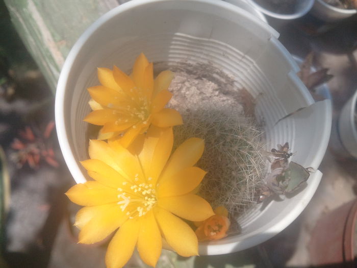 2014-07-08 12.25.47 - cactusi