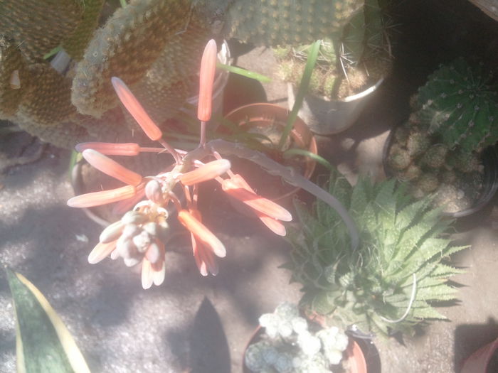2014-07-08 12.25.54 - cactusi