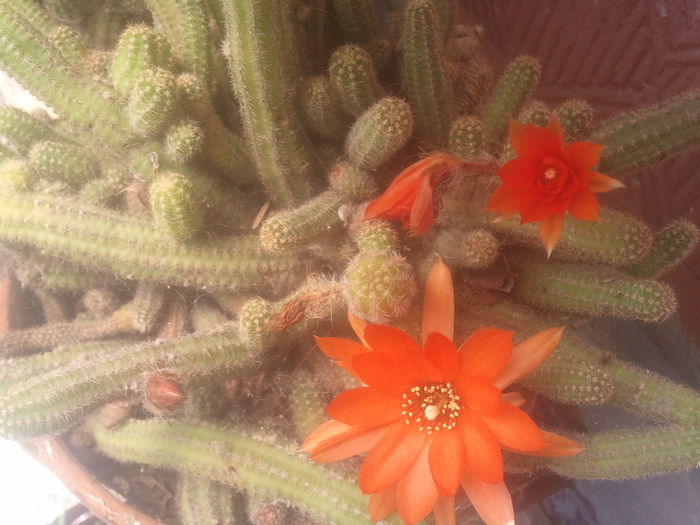 2014-07-08 12.26.07 - cactusi