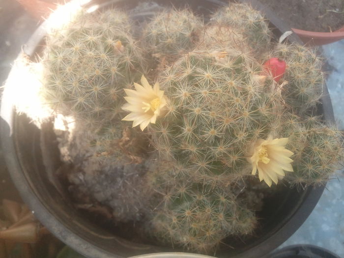 2014-07-08 12.26.21 - cactusi