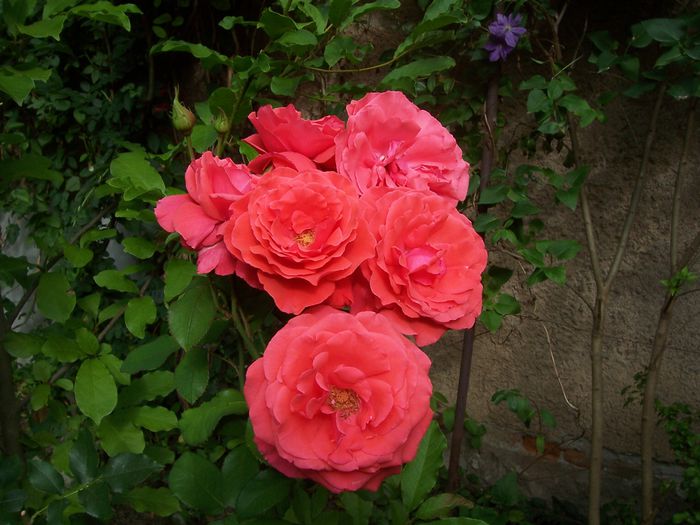 100_7732 - flori