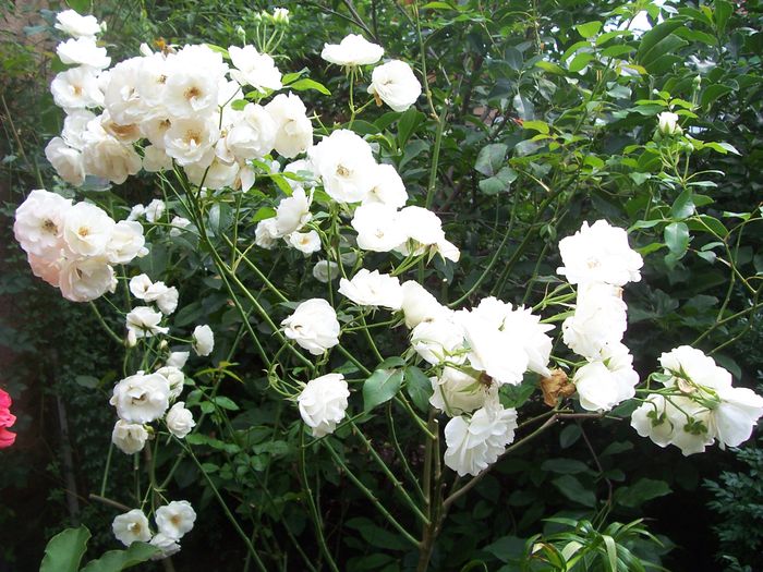 100_7735 - flori