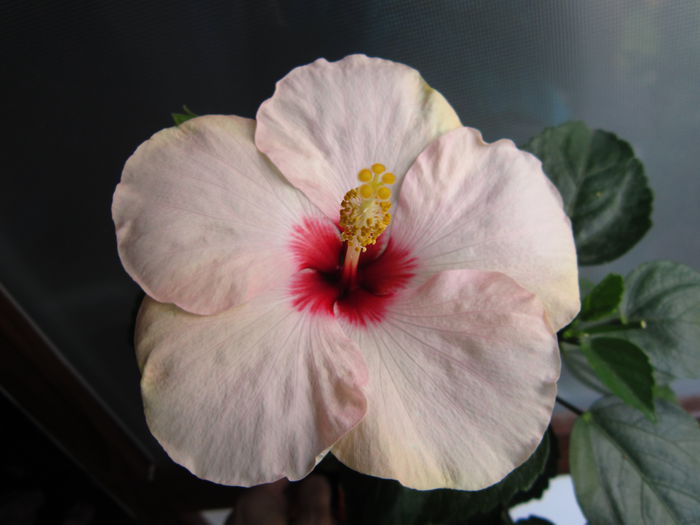 30lei - de vinzzare doar hibiscus